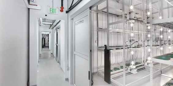 Cultivation Rooms