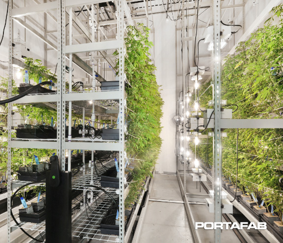 Cannabis Cultivation Room