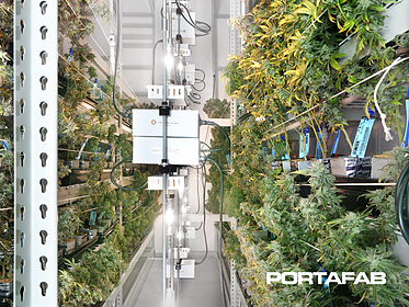 cannabis cultivation room